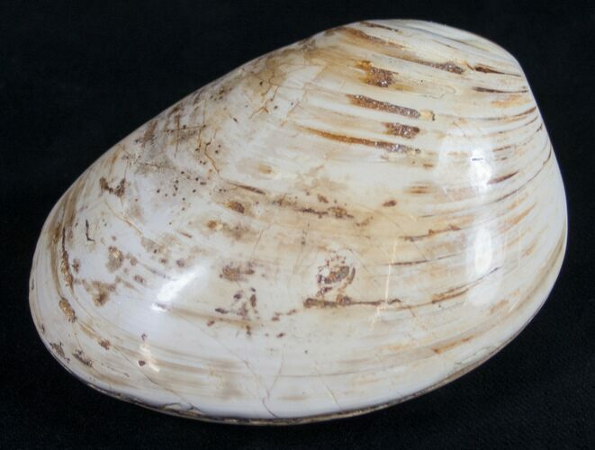 Wide Fossil Clam - Jurassic #9796
